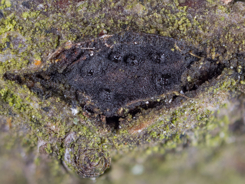 Valsaria rudis